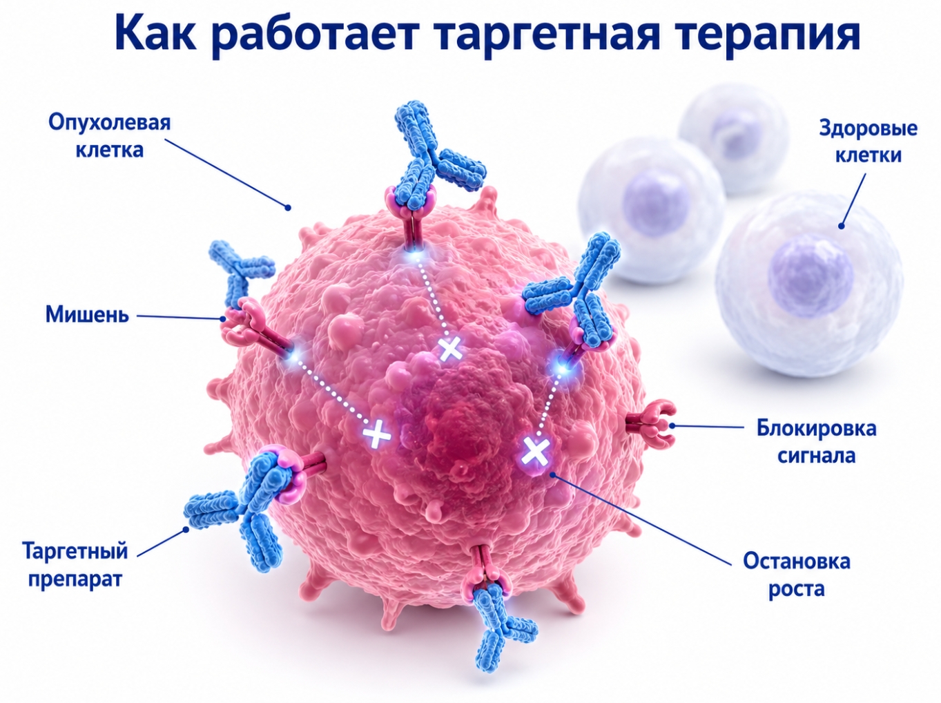 Как работает таргетная терапия