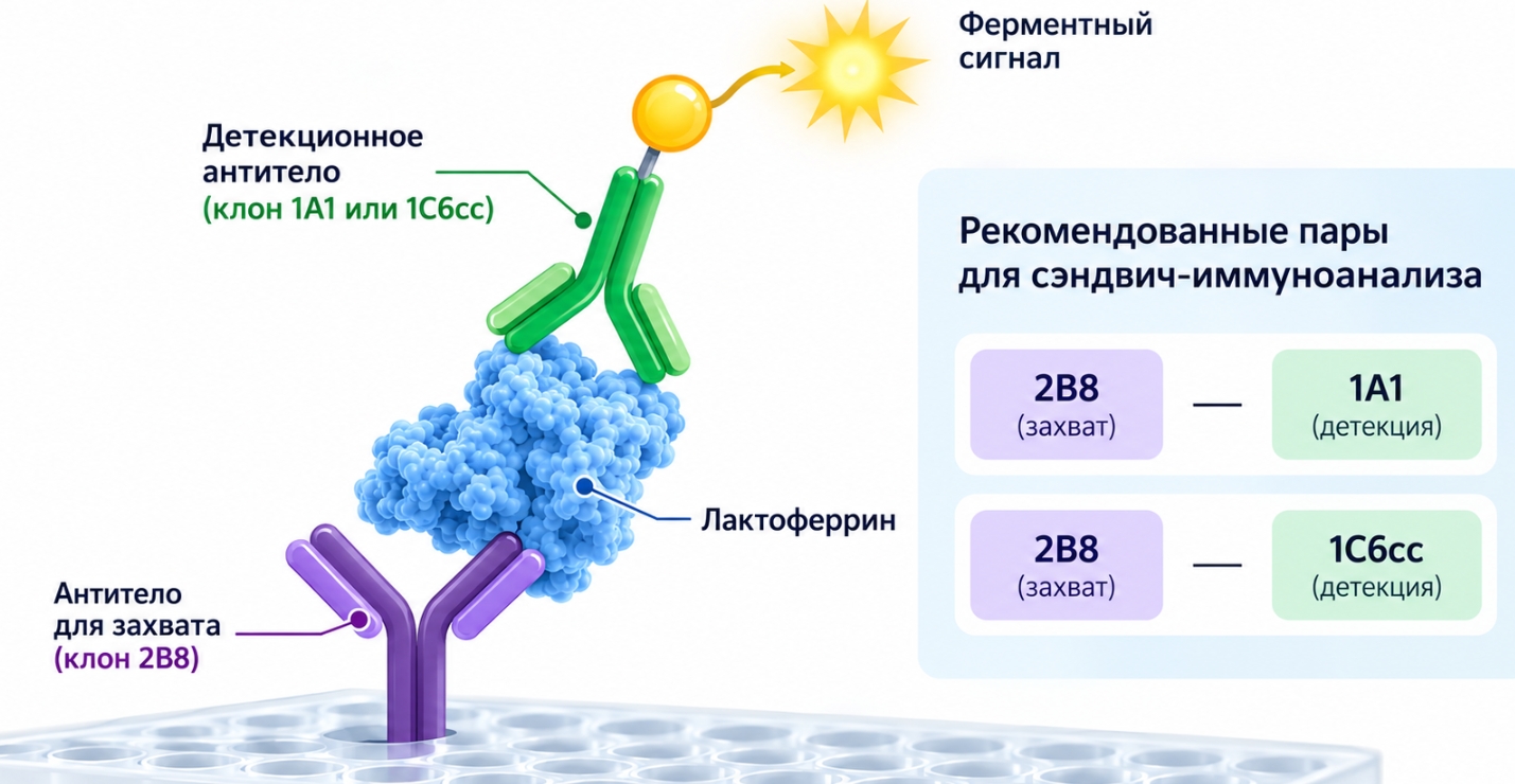 Подбор моноклональных пар для сэндвич-иммуноанализа
